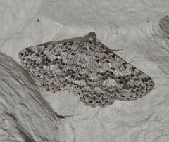 Psilosticha mactaria