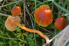Hygrocybe mucronella