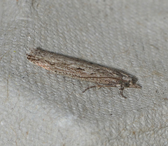 Hermenias rivulifera