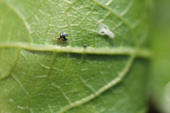 Theridula