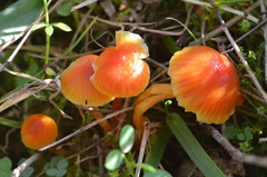 Hygrocybe mucronella