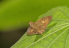 Isma iapis