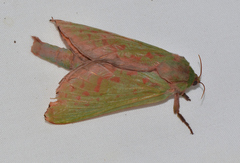 Aenetus ombraloma