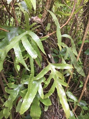 Thylacosceles radians