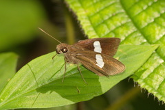 Notocrypta clavata