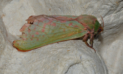 Aenetus ombraloma