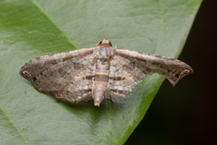 Thyrididae