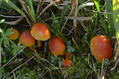Hygrocybe mucronella