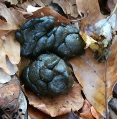 Laurasiatheria