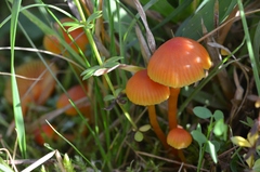 Hygrocybe mucronella