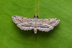 Sufetula