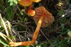 Hygrocybe mucronella