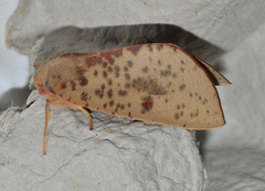 Plesanemma altafucata