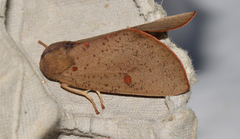 Plesanemma altafucata