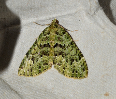 Austrocidaria erasta