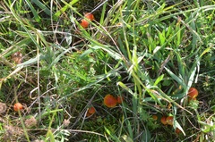 Hygrocybe mucronella