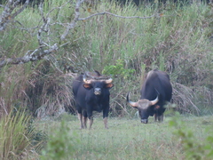Bos gaurus