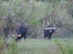 Bos gaurus