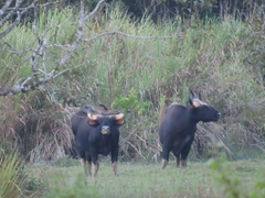 Bos gaurus