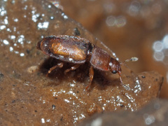 Epuraea unicolor
