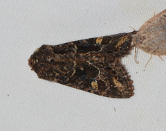 Neumichtis spumigera