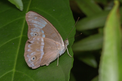 Eulaceura osteria
