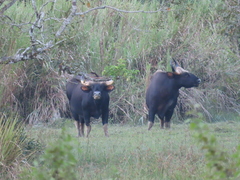 Bos gaurus