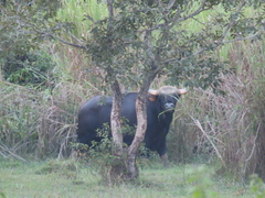 Bos gaurus