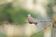 Streptopelia tranquebarica
