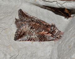 Gallaba eugraphes