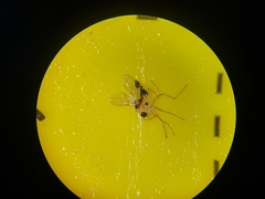 Elaphropeza ephippiata