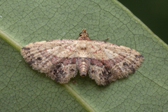 Acygnatha terminalis