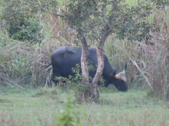 Bos gaurus