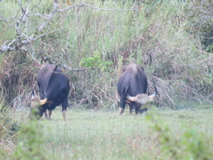 Bos gaurus