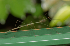 Singaporoidea meneptolemus