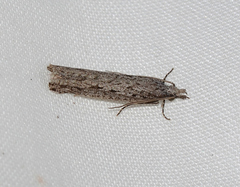 Hermenias rivulifera