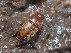 Epuraea unicolor
