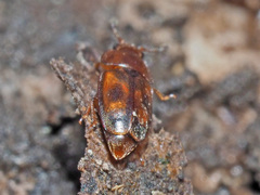 Epuraea unicolor