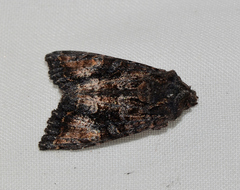 Neumichtis spumigera