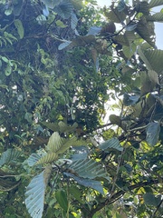 Dipterocarpus obtusifolius