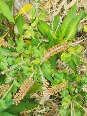 Ocimum basilicum