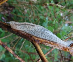 Elisolimax flavescens
