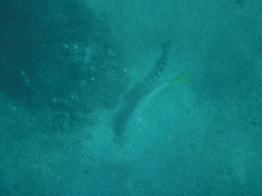 Mulloidichthys dentatus