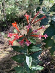 Bouvardia ternifolia
