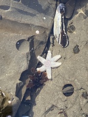 Leptasterias pusilla