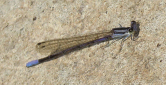 Argia hinei