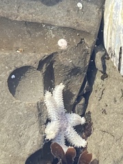 Leptasterias pusilla