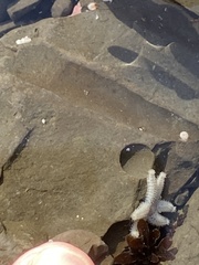 Leptasterias pusilla