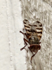 Ceroxys