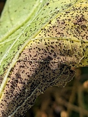 Puccinia helianthi